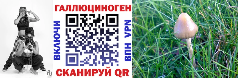 Купить  Котово  Псилоцибиновые грибы Psilocybe 